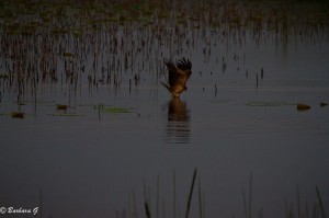 IMG_0471