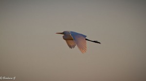 IMG_0912