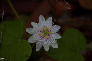 IMG_0917