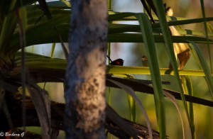 IMG_0934