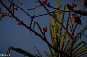 IMG_0943