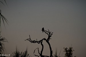 IMG_0951