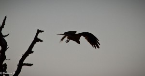 IMG_0955