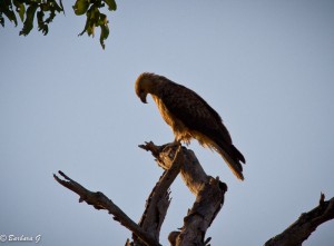 IMG_0974