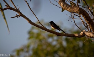 IMG_0986