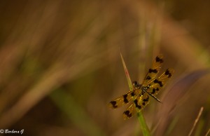 IMG_0994