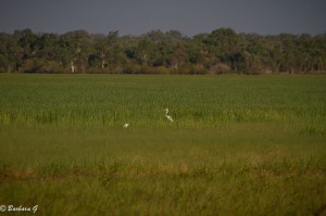IMG_1012