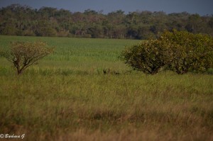 IMG_1030