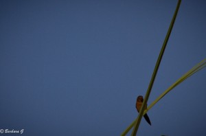 IMG_1058