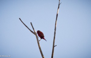IMG_1072