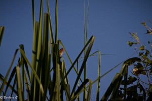 IMG_1084