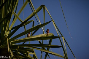 IMG_1105