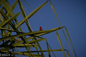 IMG_1108