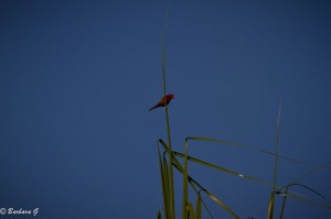 IMG_1126