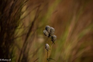 IMG_1131