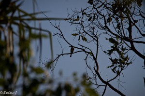 IMG_1140