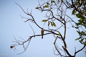 IMG_1150