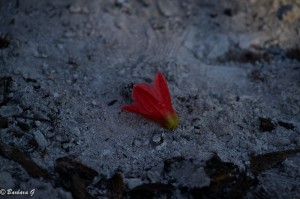 IMG_1158