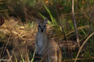 IMG_1187