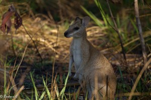 IMG_1194