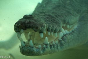 IMG_1250