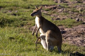 IMG_1260