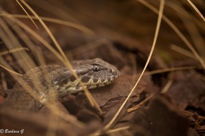 IMG_1280