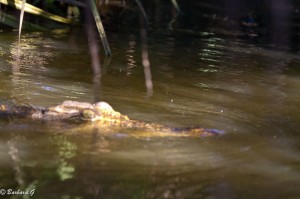 IMG_1292
