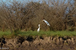 IMG_1299