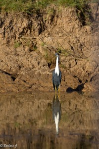 IMG_1333