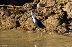 IMG_1335
