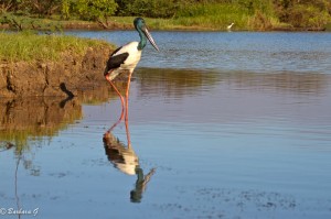 IMG_1352