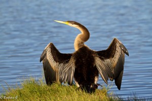 IMG_1381