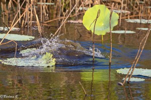 IMG_1393