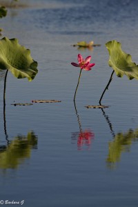 IMG_1416
