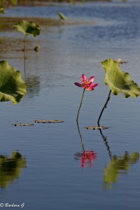IMG_1417