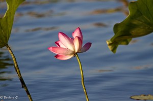 IMG_1423