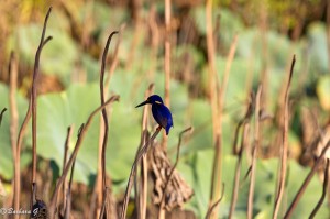 IMG_1453