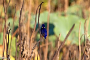 IMG_1460