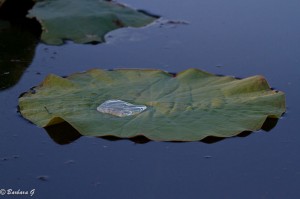 IMG_1494