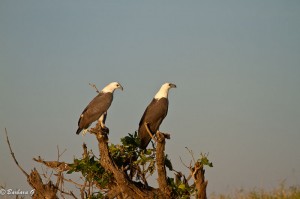 IMG_1521