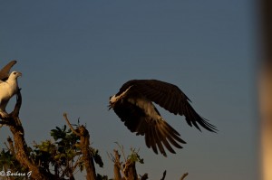 IMG_1534