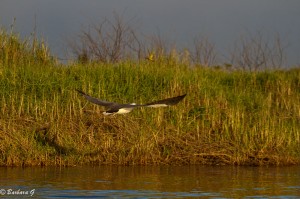 IMG_1543