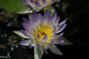 IMG_1606