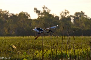 IMG_1620