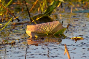 IMG_1672