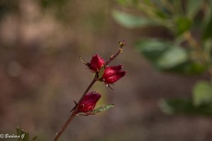 IMG_2064