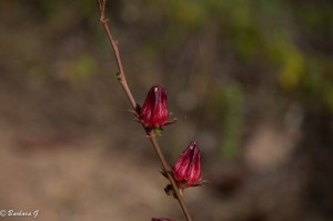 IMG_2066