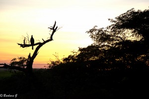 IMG_2609