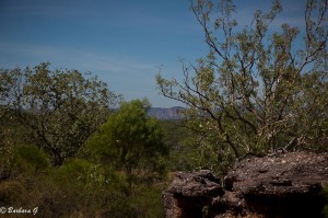 IMG_2791